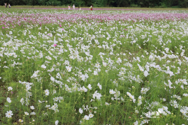 免費入場【2021愛戀關渡花現幸福】5公頃大片花海，北投景點