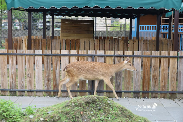 宜蘭景點『星夢森林劇場』水豚、草泥馬、梅花鹿、民宿、網美打卡景點