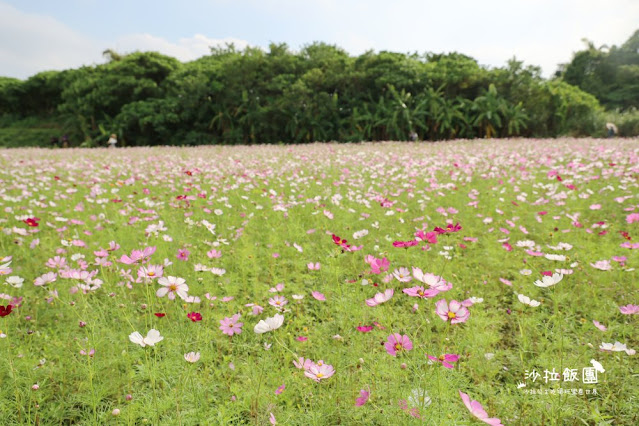 免費入場【2021愛戀關渡花現幸福】5公頃大片花海，北投景點