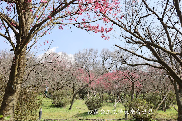 台北景點『陽明公園』陽明山花季/北投景點/櫻花季