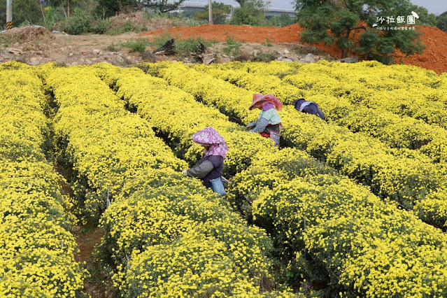 苗栗杭菊最新花況銅鑼杭菊、九湖休閒農場