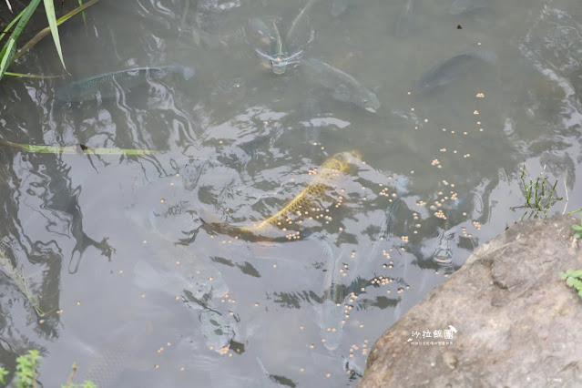 宜蘭景點『宜農牧場』門票100元、餵動物體驗、遊具、親子農場