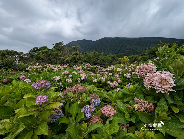 竹子湖土雞『苗榜海芋花園餐廳』繡球花、海芋、土雞