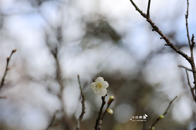 台北免費景點王羲之的八大勝景『至善園』中式庭園充分表現典雅造景藝術