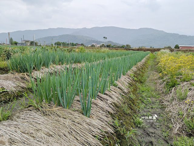 宜蘭親子景點『初咪體驗農場』拔三星蔥、、抓泥鰍、DIY創意蔥麵包體驗、沙坑