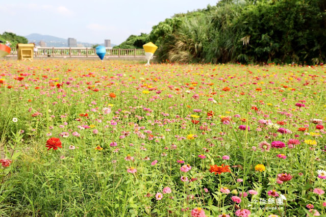 免費入場【2021愛戀關渡花現幸福】5公頃大片花海，北投景點