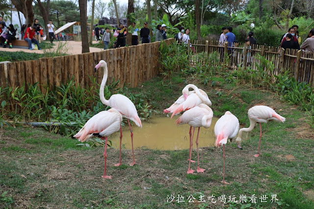 全台最老動物園『新竹動物園』全新打造沒有籠子友善動物園/新竹景點