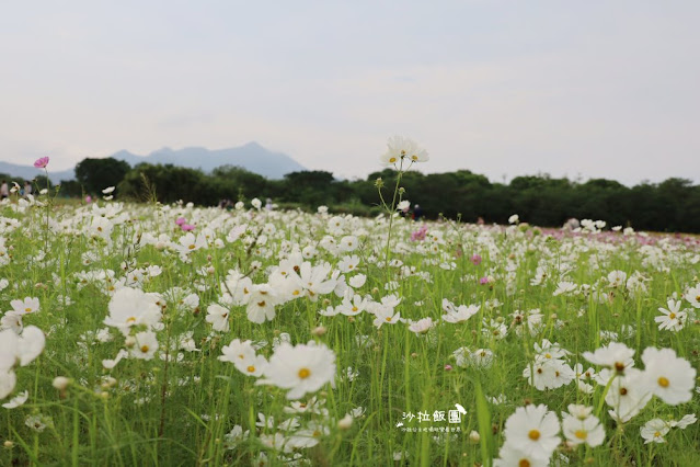 免費入場【2021愛戀關渡花現幸福】5公頃大片花海，北投景點