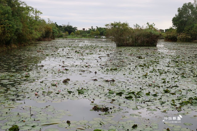 宜蘭景點『勝洋水草休閒農場』釣魚、划竹筏、溫泉魚、玩水、落羽松、IG彩虹傘、DIY