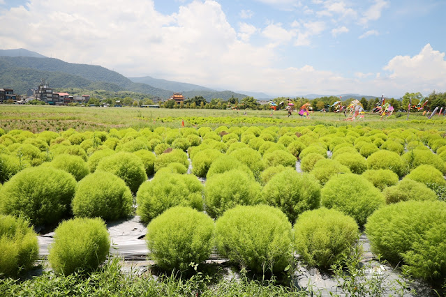 3000株日本波波草超療癒，台版羊角村、大碗公溜滑梯