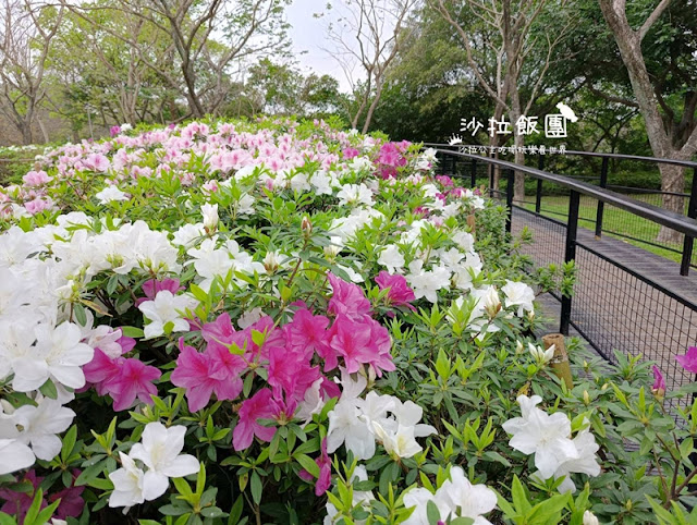 大安森林公園杜鵑花季、繡球花、鋼彈機器人