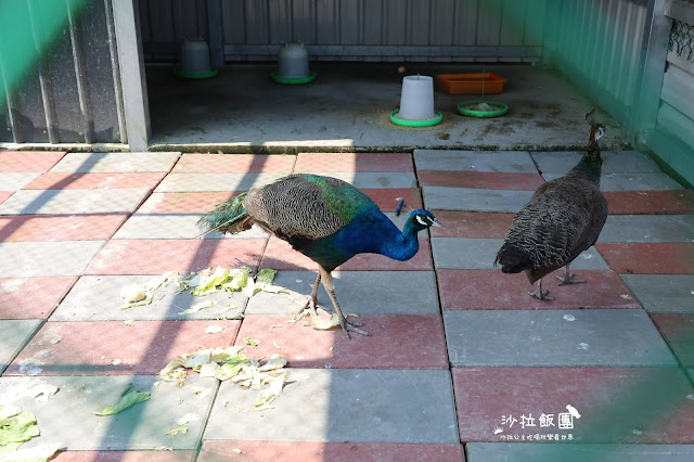 2500坪超狂親子民宿『親水89饗樂民宿』餵浣熊.溜羊.餵魚.餵兔子/大型磨石子溜滑梯/特斯拉充電站/有電梯