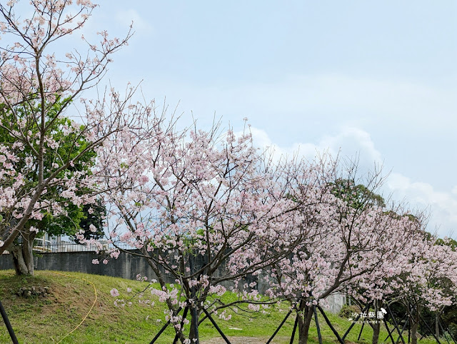 一周只賣兩天，登山客上山必定報到麻油雞山藥麵線