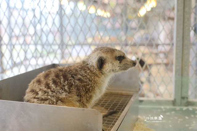 花蓮日式庭園景觀『張家的樹園』餵動物梅花鹿、草泥馬