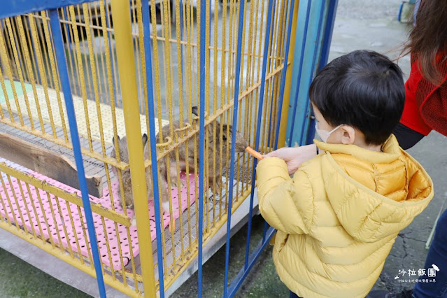 宜蘭景點『宜農牧場』門票100元、餵動物體驗、遊具、親子農場