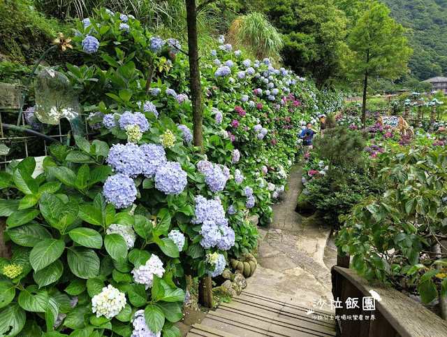 竹子湖繡球花『名陽匍休閒農莊』海芋、繡球花一起賞