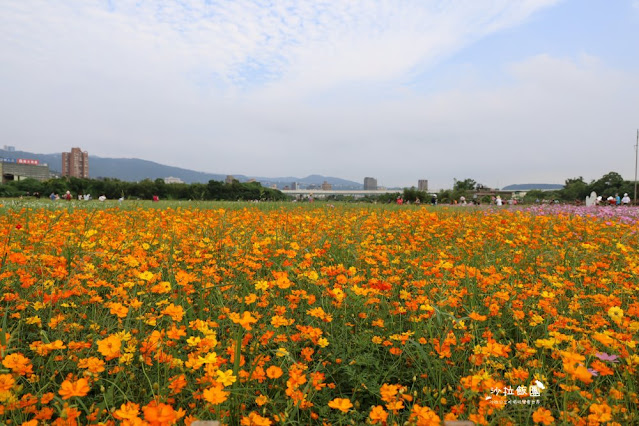 免費入場【2021愛戀關渡花現幸福】5公頃大片花海，北投景點