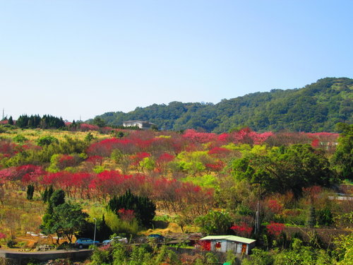 我的秘密花園&平等里賞櫻【平菁街42巷】