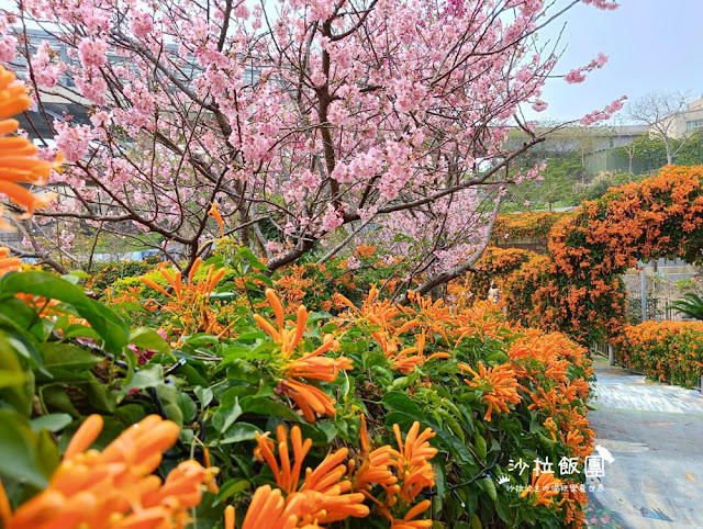 鶯歌景點『鶯歌永吉公園』炮仗花、3D步道、迴旋溜滑梯特色公園