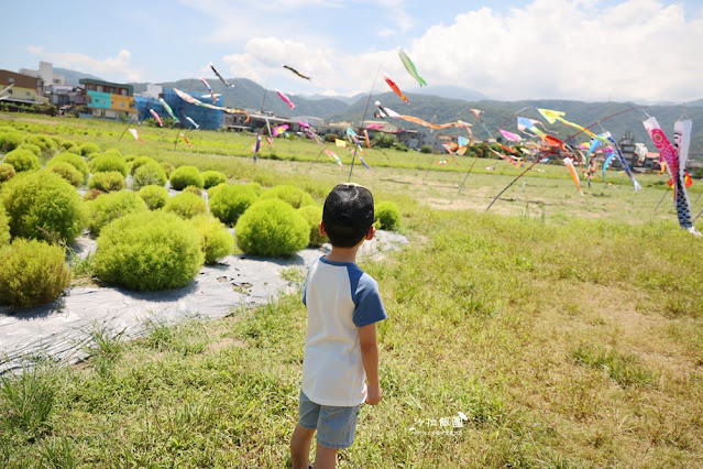 3000株日本波波草超療癒，台版羊角村、大碗公溜滑梯