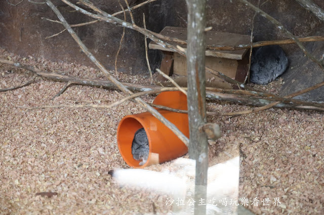 全台最老動物園『新竹動物園』全新打造沒有籠子友善動物園/新竹景點