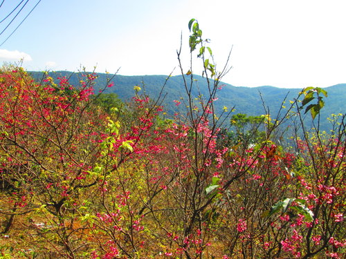 我的秘密花園&平等里賞櫻【平菁街42巷】