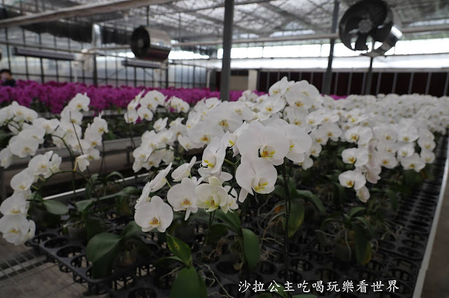 宜蘭礁溪景點『金車礁溪蘭園』親子景點/雨天備案/餵魚/門票可抵消費/狐獴