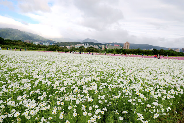 【免費入場】北投景點關渡花海2022愛戀關渡，花現幸福