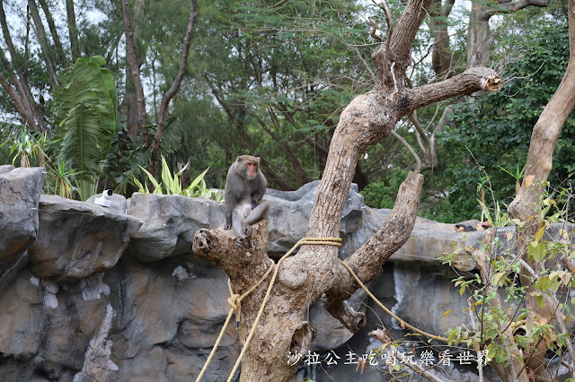 全台最老動物園『新竹動物園』全新打造沒有籠子友善動物園/新竹景點