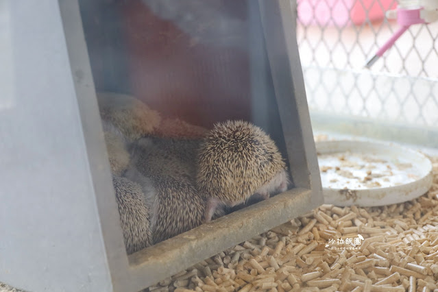 花蓮日式庭園景觀『張家的樹園』餵動物梅花鹿、草泥馬