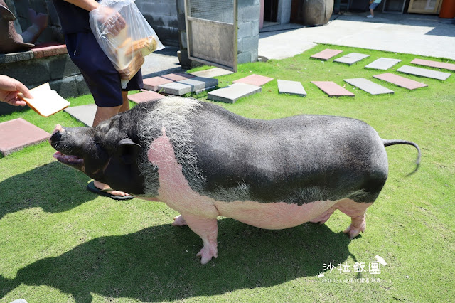 2500坪超狂親子民宿『親水89饗樂民宿』餵浣熊.溜羊.餵魚.餵兔子/大型磨石子溜滑梯/特斯拉充電站/有電梯