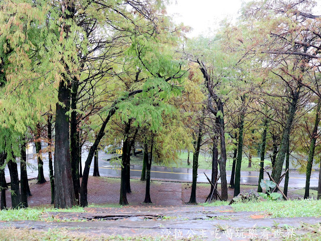 宜蘭羅東落羽松『羅東運動公園』冬季限定/宜蘭羅東景點