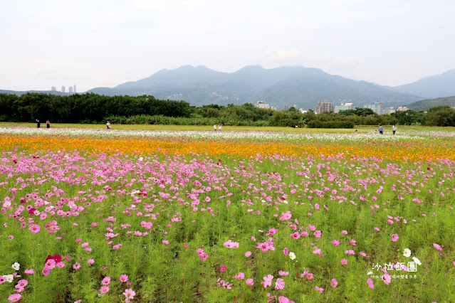 免費入場【2021愛戀關渡花現幸福】5公頃大片花海，北投景點