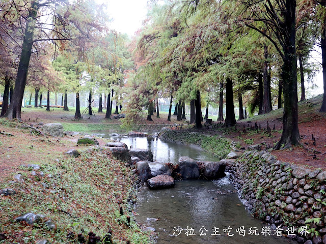 宜蘭羅東落羽松『羅東運動公園』冬季限定/宜蘭羅東景點