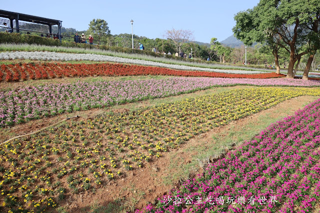 加碼鬱金香/迷你台版富良野『北投社三層崎公園』紫色薰衣草／北投景點