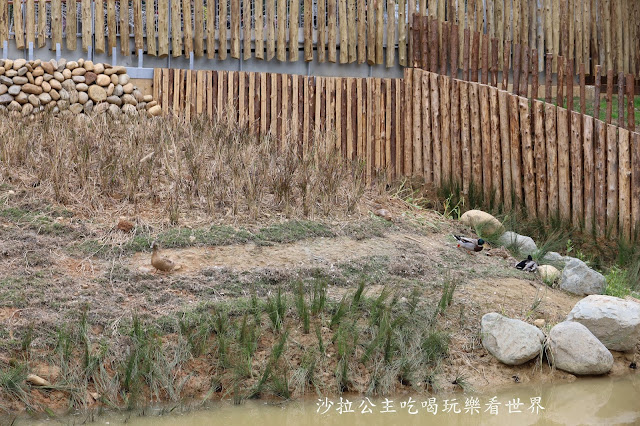 全台最老動物園『新竹動物園』全新打造沒有籠子友善動物園/新竹景點