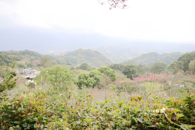 苗栗鍾鼎山林雲海景觀餐廳，人氣養生薑黃火鍋＆雲海老薑蒸足浴