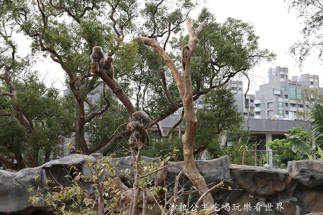 全台最老動物園『新竹動物園』全新打造沒有籠子友善動物園/新竹景點