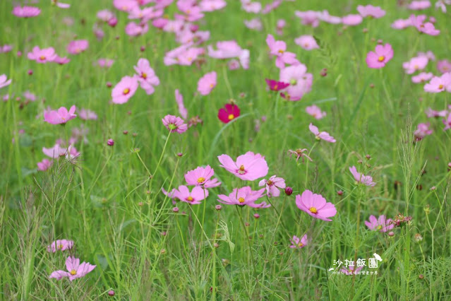 免費入場【2021愛戀關渡花現幸福】5公頃大片花海，北投景點