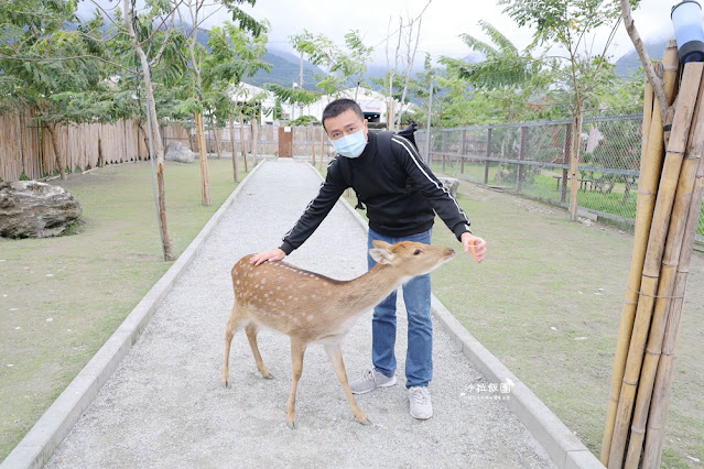 花蓮日式庭園景觀『張家的樹園』餵動物梅花鹿、草泥馬