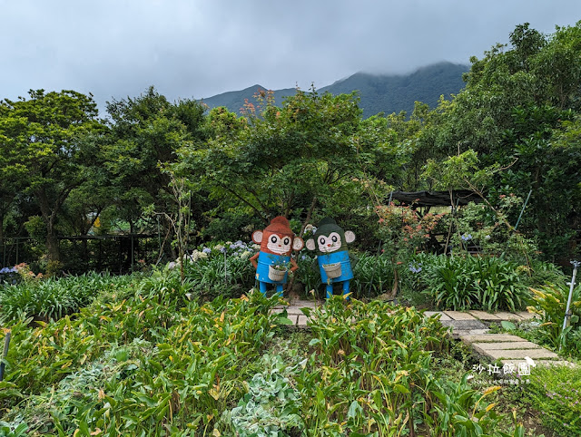 竹子湖土雞『苗榜海芋花園餐廳』繡球花、海芋、土雞