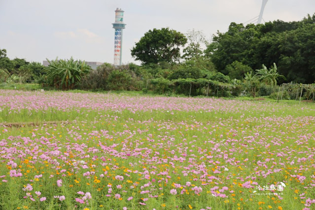 免費入場【2021愛戀關渡花現幸福】5公頃大片花海，北投景點