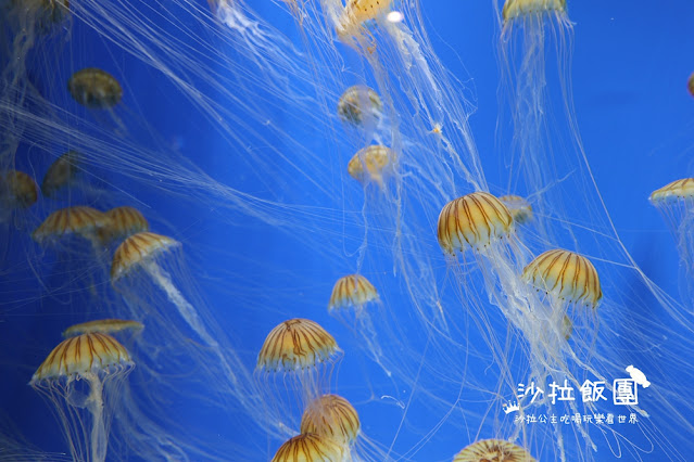 全台最頂級夜宿水族館！桃園和逸Blu Night宿海奇遇》Xpark住一晚