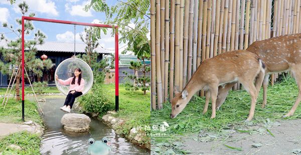 花蓮日式庭園景觀『張家的樹園』餵動物梅花鹿、草泥馬