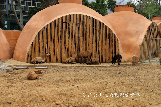 全台最老動物園『新竹動物園』全新打造沒有籠子友善動物園/新竹景點