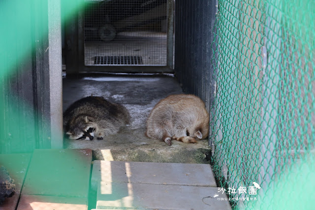 2500坪超狂親子民宿『親水89饗樂民宿』餵浣熊.溜羊.餵魚.餵兔子/大型磨石子溜滑梯/特斯拉充電站/有電梯