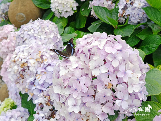 竹子湖繡球花『名陽匍休閒農莊』海芋、繡球花一起賞