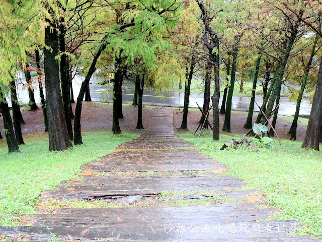 宜蘭羅東落羽松『羅東運動公園』冬季限定/宜蘭羅東景點