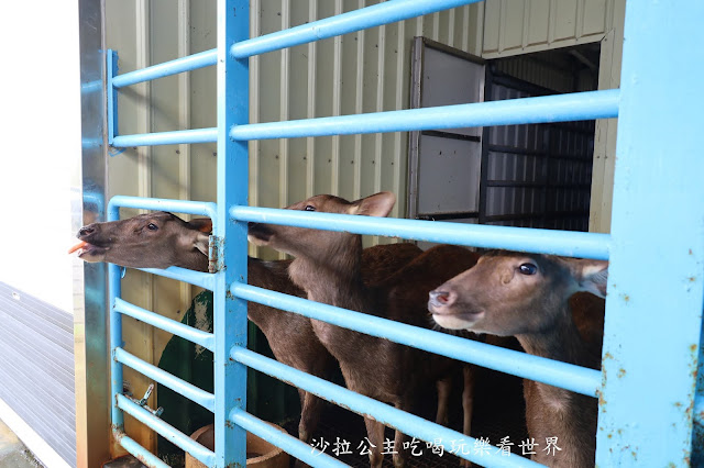 宜蘭礁溪景點『水鹿咖啡親子餐廳』迷你馬.水鹿.沙坑.小火車.賽車場.菜單