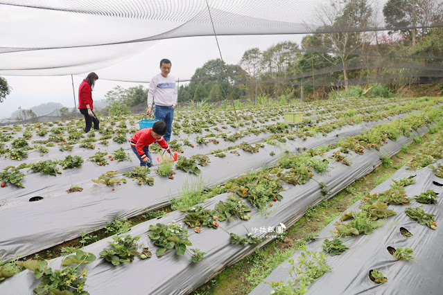 苗栗大湖草莓園推薦『最後一家得草莓園』超大奶油草莓人見人愛